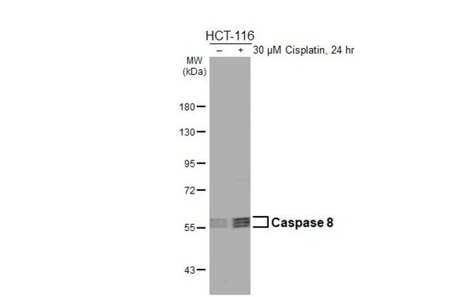 100UL CASPASE 8 RMAB 100 UL