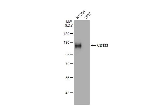 100UL CD133 RMAB 100 UL