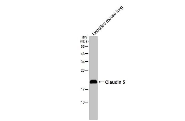 100UL CLAUDIN 5 RMAB 100 UL