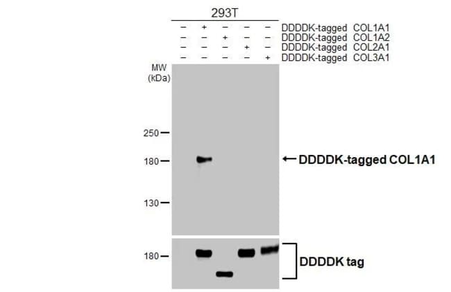 100UL COL1A1 RMAB 100 UL