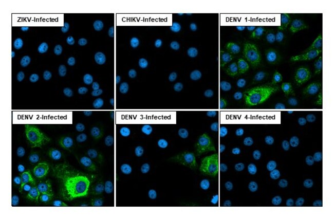 100UL DENGUE VIRUS TYPE 1-4 NS3 RMAB 100