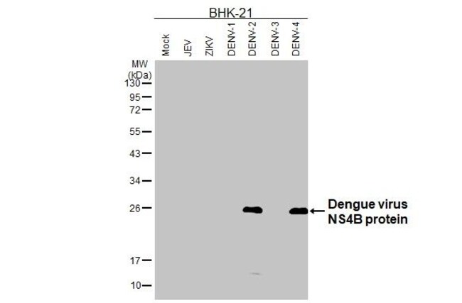 100UL DENGUE VIRUS TYPE 2/4 NS4 RMAB 100