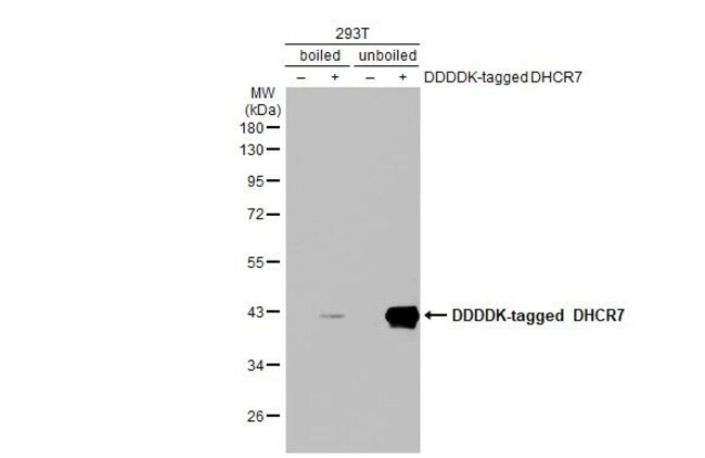 100UL DHCR7 RMAB 100 UL