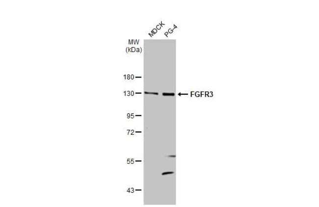 100UL FGFR3 RMAB 100 UL
