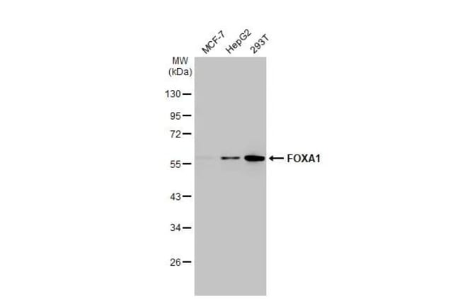 100UL FOXA1 RMAB 100 UL