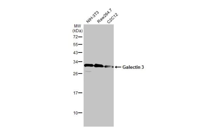 100UL GALECTIN 3 RMAB 100 UL