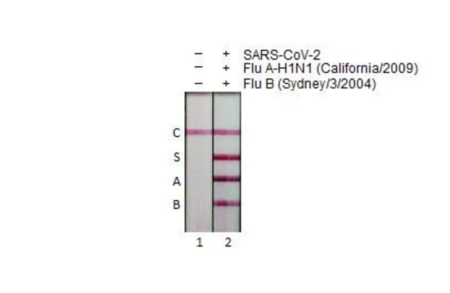 100UL INFLUENZA A VIRUS NP (A/C RMAB 100