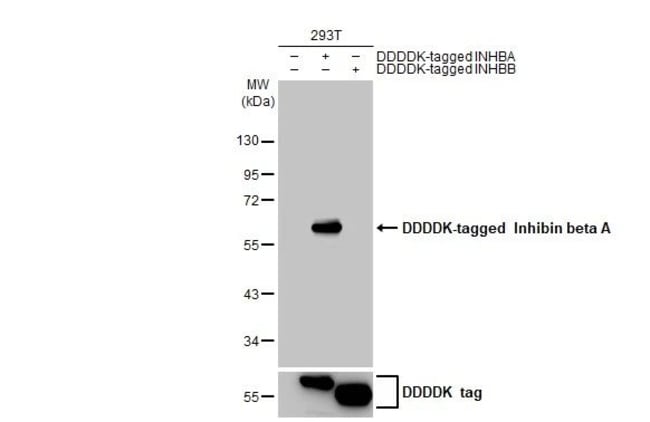 100UL ACTIVIN A RMAB 100 UL