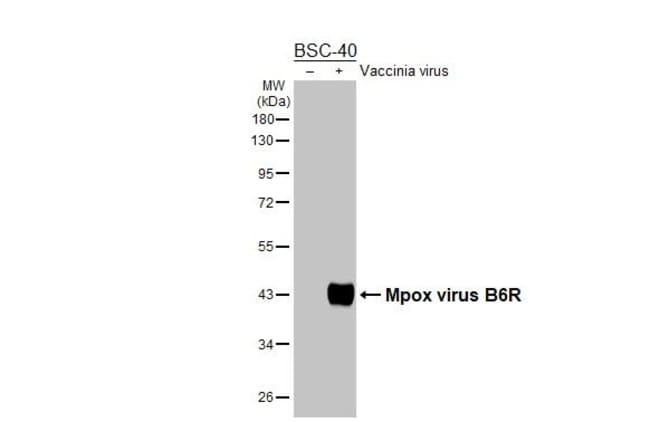100UL MONKEYPOX VIRUS B6R (STRA RMAB 100