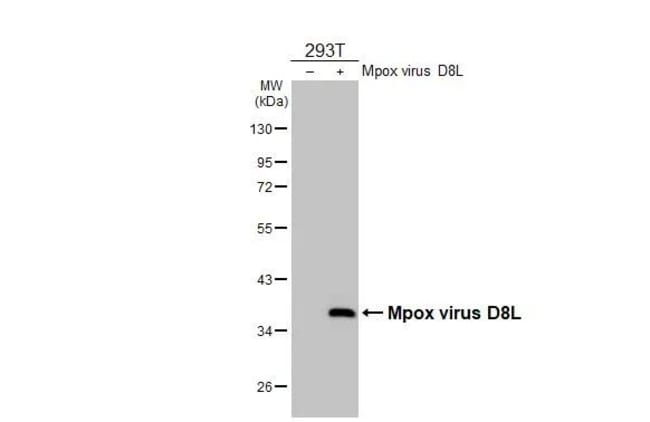 100UL MONKEYPOX VIRUS D8L (MPXV RMAB 100