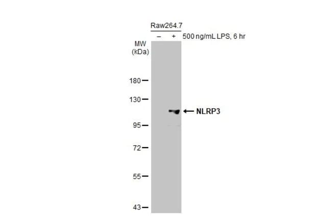 100UL NLRP3 RMAB 100 UL