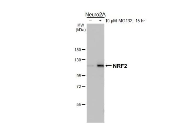 100UL NRF2 RMAB 100 UL