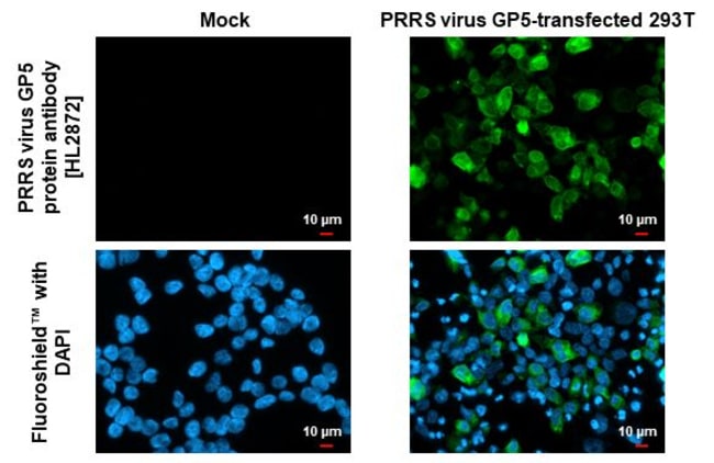 100UL PRRS VIRUS GP5 PROTEIN (S RMAB 100