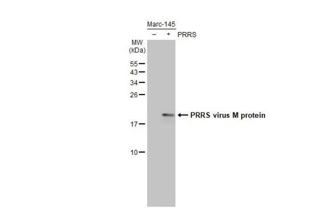 100UL PRRS VIRUS M PROTEIN (STR RMAB 100