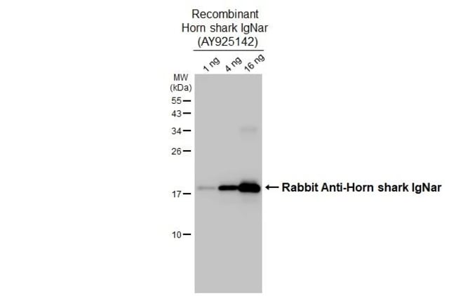 100UL HORN SHARK IGNAR RMAB 100 UL