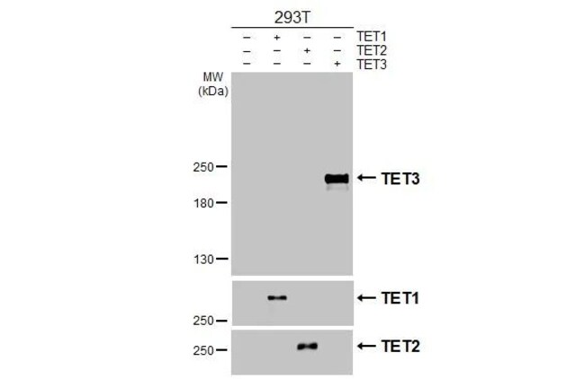 100UL TET3 RMAB 100 UL