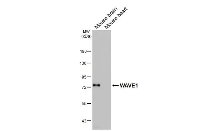 100UL WAVE1 RMAB 100 UL