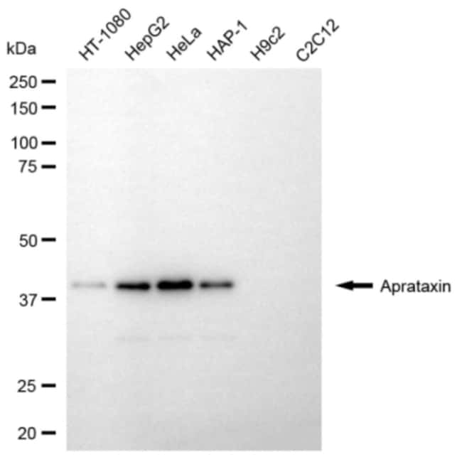 100UL APRATAXIN RMAB 100 UL