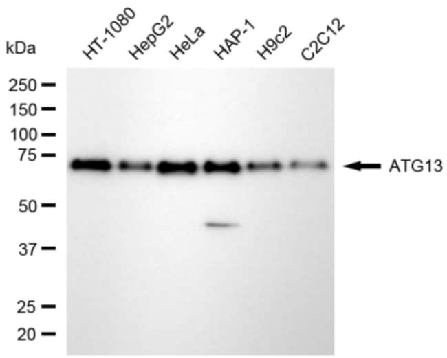 100UL ATG13 RMAB 100 UL