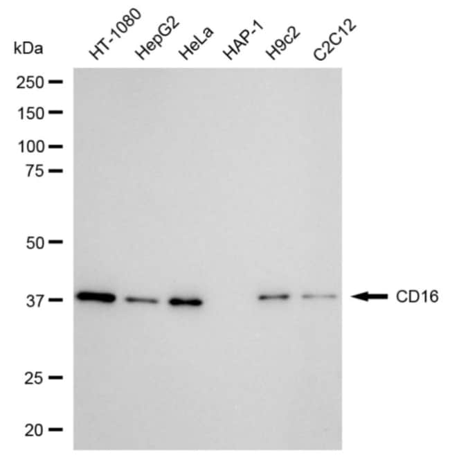 100UL CD16 RMAB 100 UL