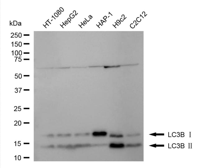 100UL LC3B RMAB 100 UL