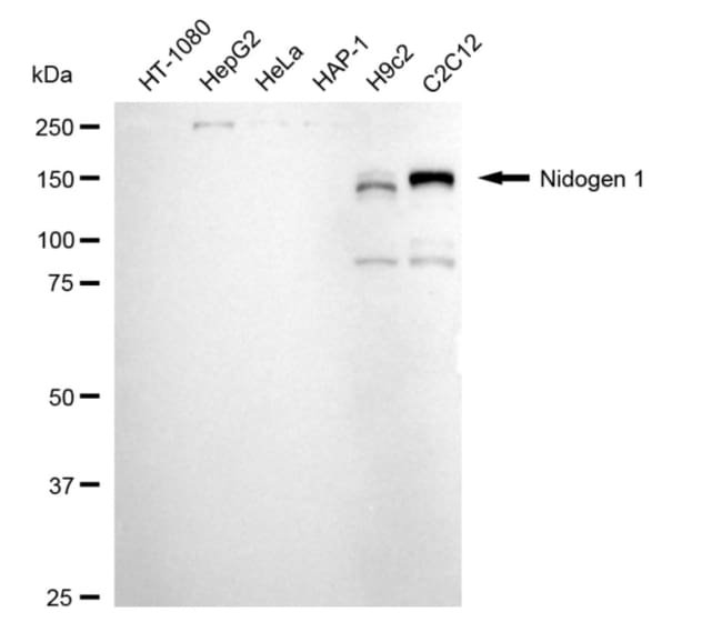 100UL NIDOGEN RMAB 100 UL