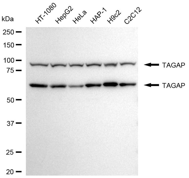 100UL TAGAP RMAB 100 UL