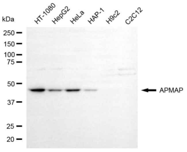 100UL C20ORF3 MAB 100 UL