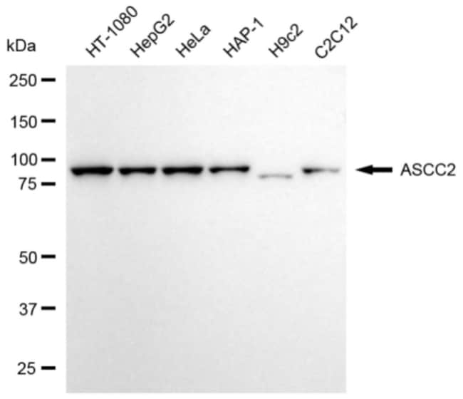 100UL ASCC2 MAB 100 UL