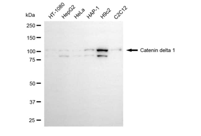 100UL DELTA CATENIN MAB 100 UL