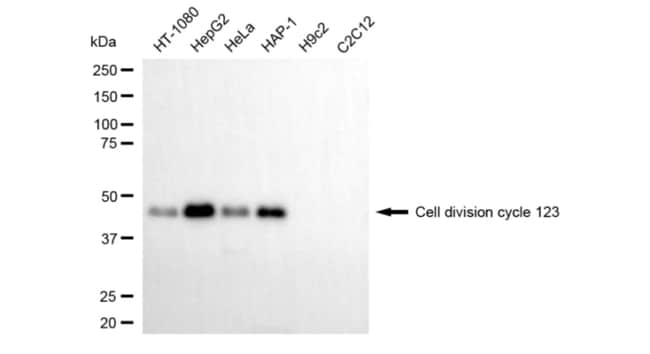 100UL CDC123 MAB 100 UL