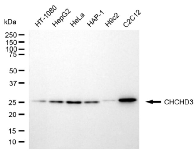100UL CHCHD3 MAB 100 UL