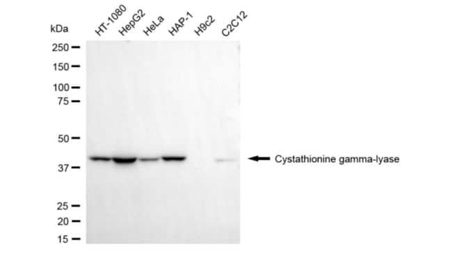 100UL CTH MAB 100 UL