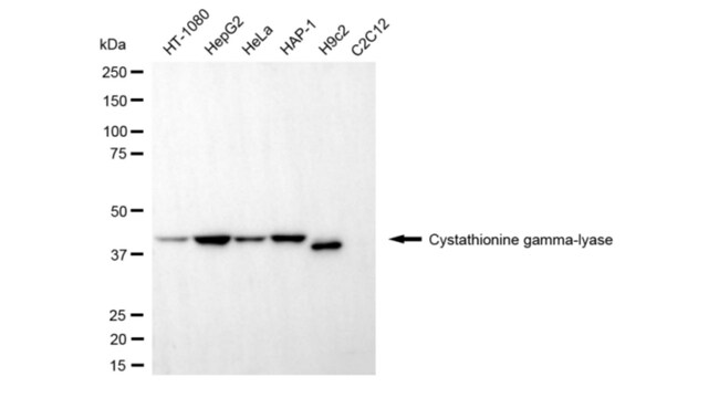 100UL CTH MAB 100 UL