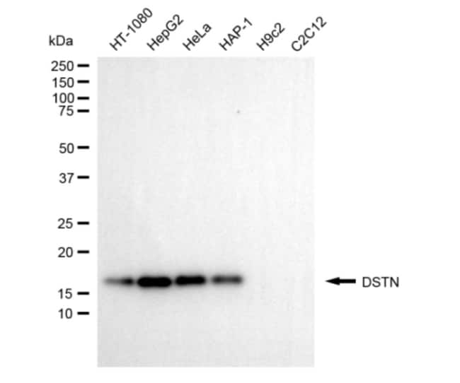 100UL DESTRIN MAB 100 UL