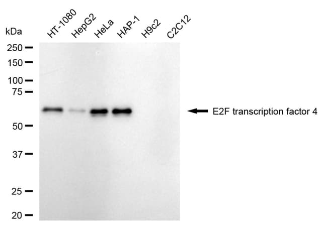 100UL E2F4 RMAB 100 UL