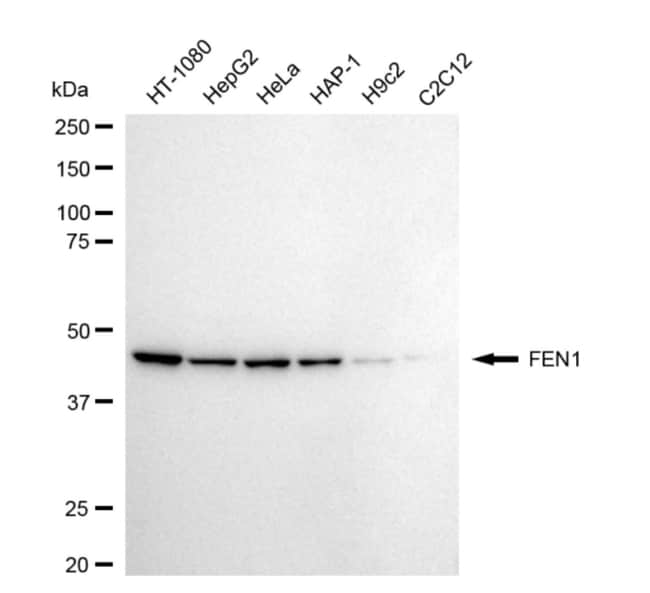 100UL FEN1 RMAB 100 UL