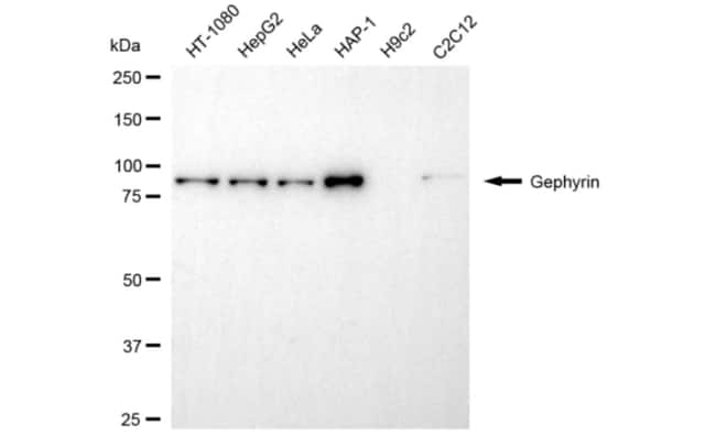 100UL GEPHYRIN MAB 100 UL