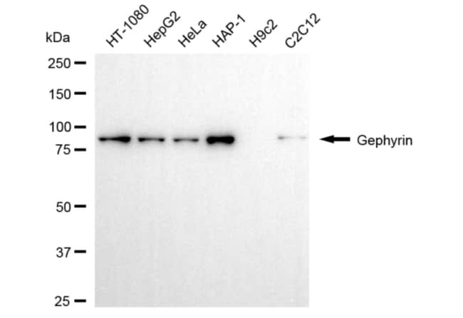 100UL GEPHYRIN MAB 100 UL