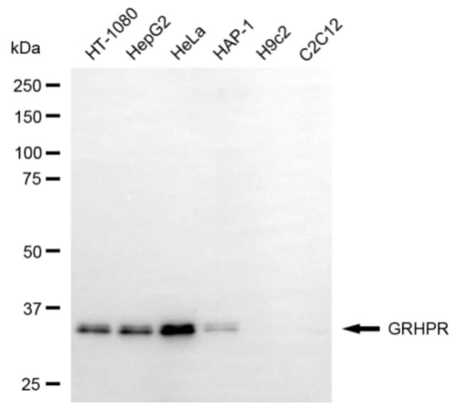 100UL GRHPR MAB 100 UL