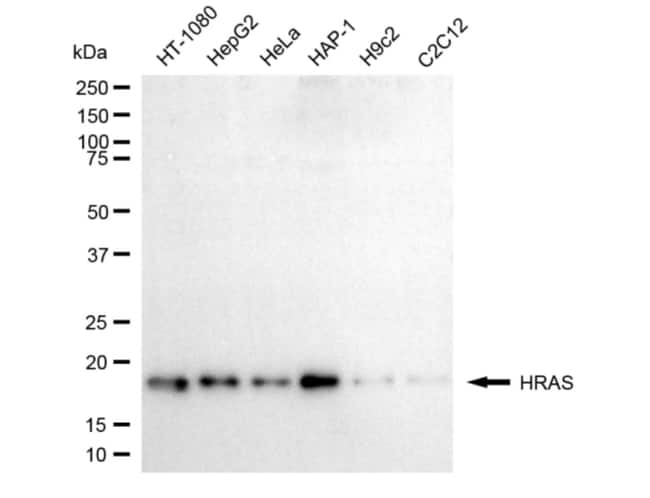 100UL H-RAS MAB 100 UL