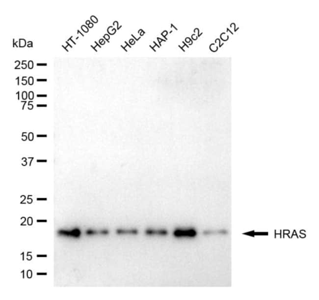 100UL H-RAS MAB 100 UL