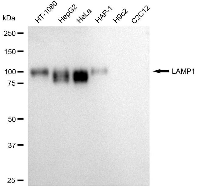 100UL LAMP1 MAB 100 UL