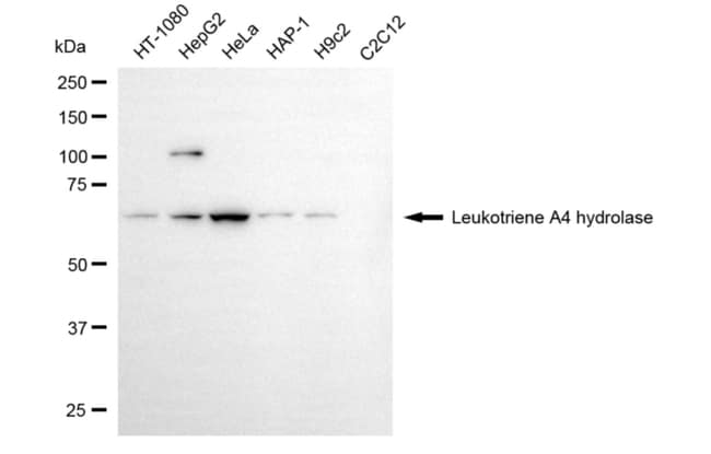 100UL LTA4H MAB 100 UL