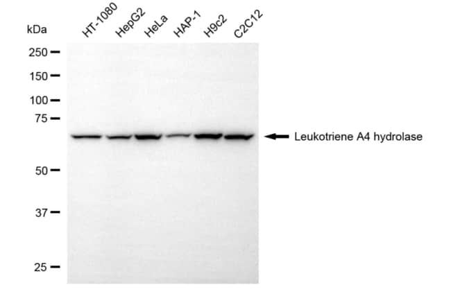 100UL LTA4H MAB 100 UL