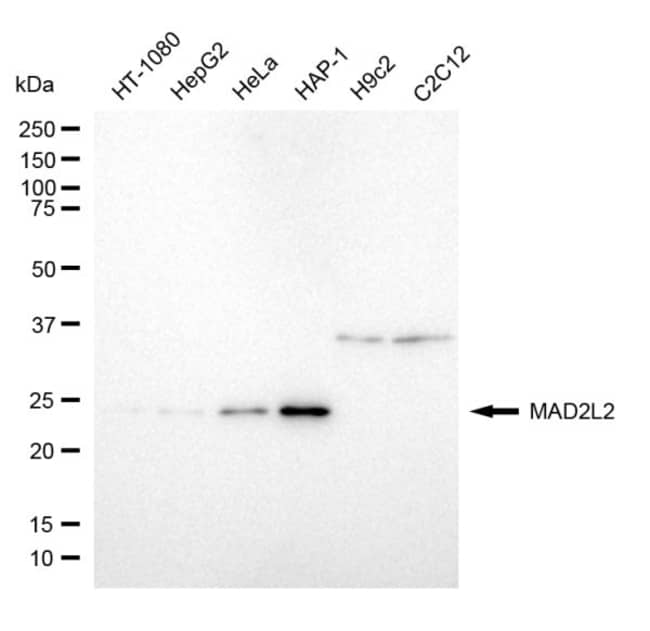 100UL MAD2L2 RMAB 100 UL