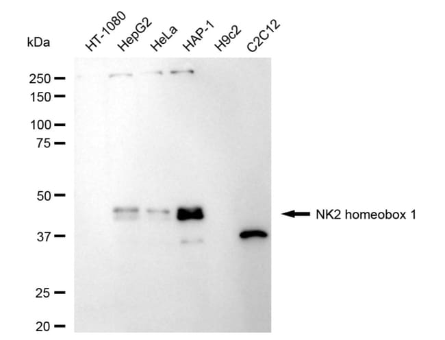 100UL NKX2.1 RMAB 100 UL