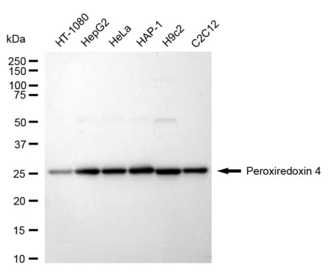 100UL PRDX4 RMAB 100 UL