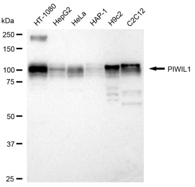 100UL PIWIL1 RMAB 100 UL