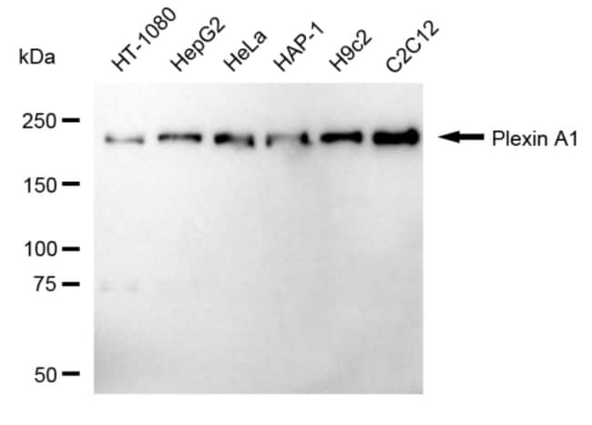 100UL PLEXIN-A1 RMAB 100 UL